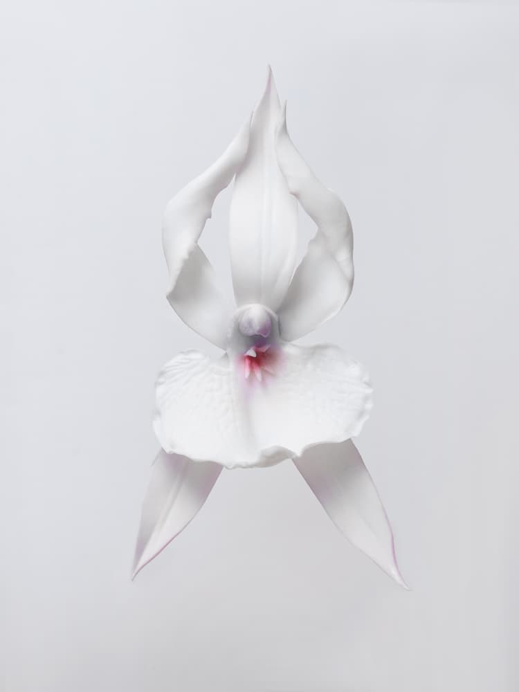 Ballerina orchid earrings