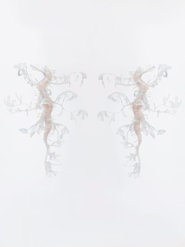 Seadragon glowing in the dark